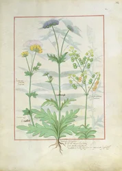 Illustration du Livre des Simples Médecines par Mattheaus Platearius 142r